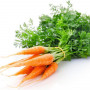 Гідролат насіння моркви
