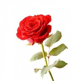 ᐈ Аюрведична пудра троянди - купити за приємною ціною в Україні | Інтернет-магазин Zulfiya