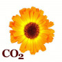 СО2-экстракт календулы