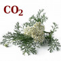 СО2-екстракт деревію