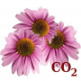 СО2-екстракт ехінацеї