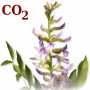 СО2-екстракт кореню солодки
