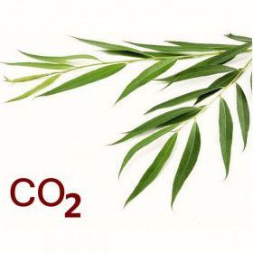 СО2-екстракт верби