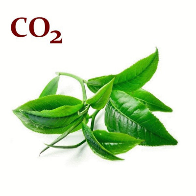 СО2-екстракт зеленого чаю