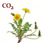 СО2-екстракт кореня кульбаби