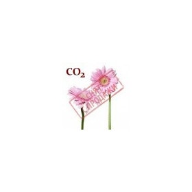СО2-екстракт маргаритки