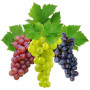 Винограду гідролат