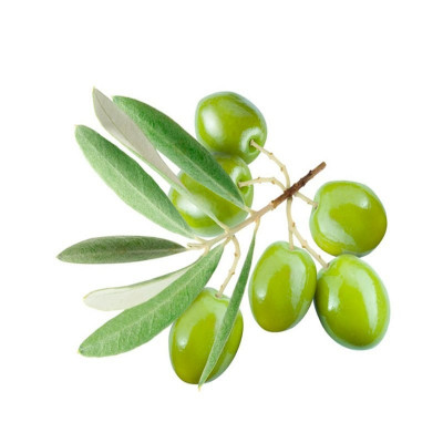 Сквален оливковый