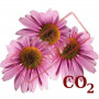 СО2-экстракт эхинацеи