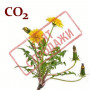 СО2-екстракт кореня кульбаби