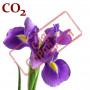 СО2-екстракт ірису