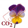 СО2-экстракт фиалки