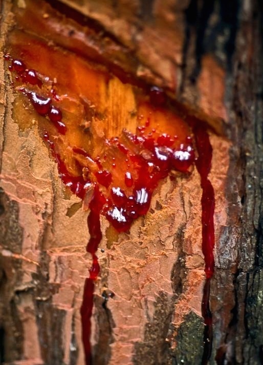 croton lechleri resin extract в косметике что это