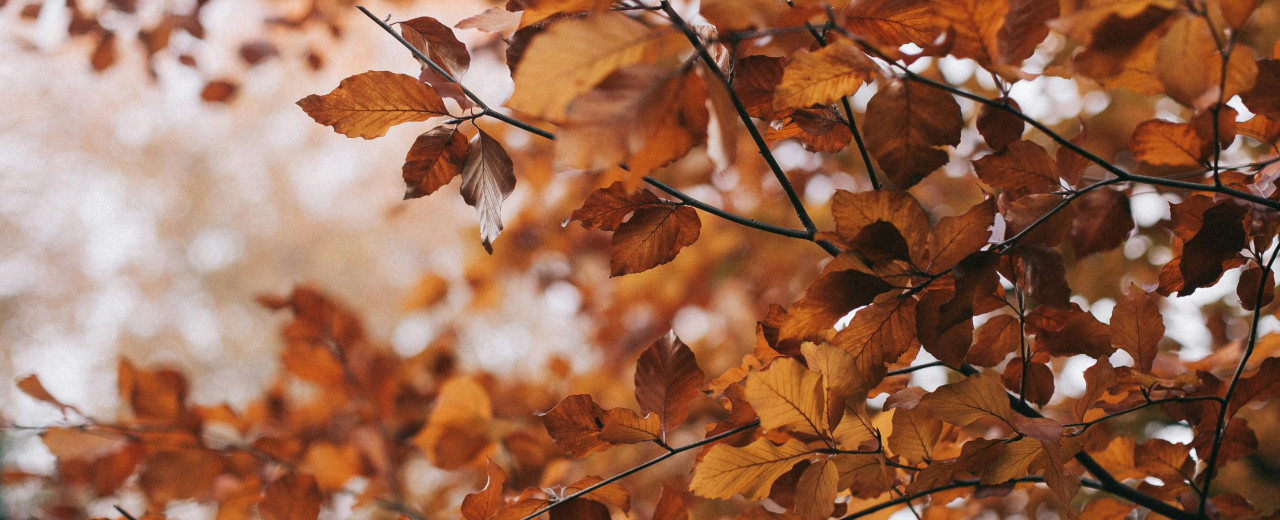 Чим пахне осінь: топ-5 вишуканих парфумів